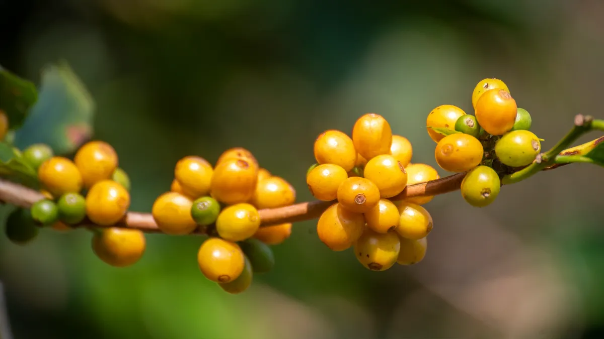 黄波旁 Yellow Bourbon