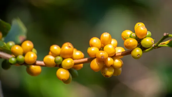 黄波旁 Yellow Bourbon