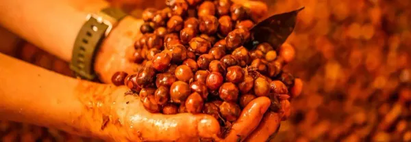 二氧化碳浸渍处理法 Carbonic Maceration
